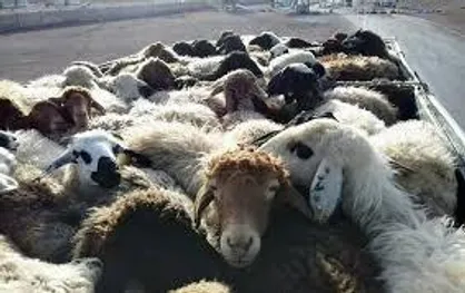 کشف ۳۳ رأس گوسفند قاچاق در محور شیراز - یاسوج