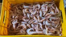 ۷۵۰ تُن میگو در گلستان برداشت شد