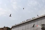 پرندگان مهاجر