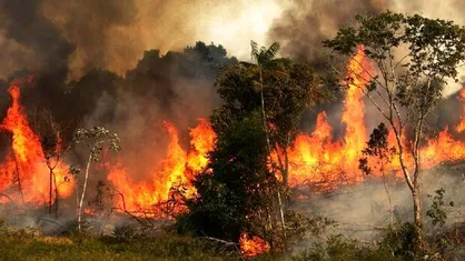 وقوع ۲۴۰ مورد آتش سوزی در سطح کشور طی سال جاری