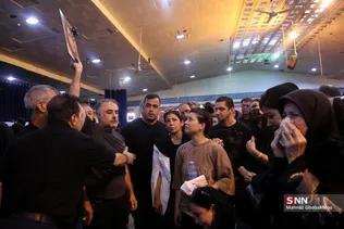 دبب