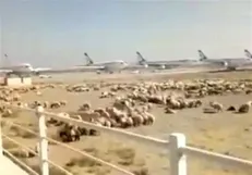 اطلاعیه دامپزشکی درباره گوسفندهایی که در فرودگاه امام چریدند