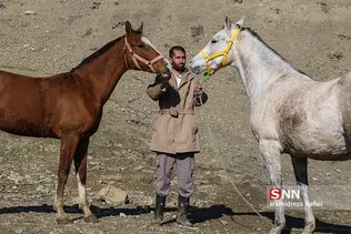 اسب ترکمن