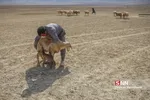 عشایر