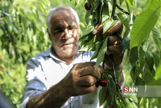 برداشت گیلاس