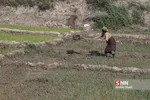 شالی