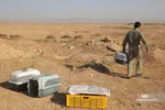 رهاسازی ۹ قطعه پرنده شکاری و آبزی در تالاب بهشت معصومه