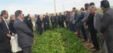 تمرکز بر روش‌های پایدار مبارزه با انگل گل جالیز در طرح پایلوت کشوری دهلران