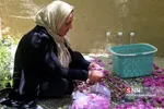 گل محدل