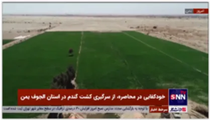 خودکفایی در محاصره/ از سرگیری کشت گندم در استان الجوف یمن