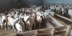 ۱۶۶ دامپزشک در ۲۴ جایگاه عرضه بهداشتی دام مستقر هستند