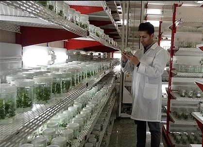 بهینه&zwnj;سازی و تکثیر موسیر بومی از طریق کشت بافت در دانشگاه آزاد کرج تجاری&zwnj;سازی می&zwnj;شود