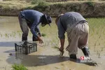 شالی