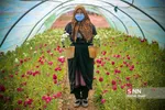 صدای پای بهار