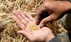 پیشنهاد ۷۰۰۰ میلیارد تومان برای تقویت صندوق بیمه کشاورزی