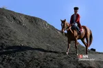 اسب ترکمن