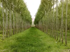 ۷۶۰ هکتار زمین مناسب زراعت چوب در غرب مازندران شناسایی شد