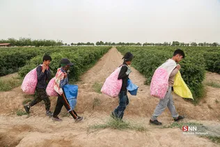  برداشت گل محمدی در قم 