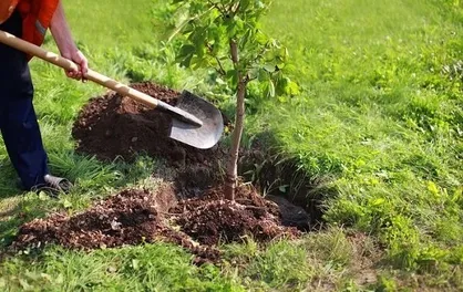 شناسایی روستاها برای تولید نهال در دستور کار قرار گرفت