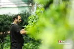 روز گل وگیاه-بازار گل و گیاه شهید فکوری