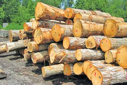 ابلاغ الگوی کشت گلخانه&zwnj;ای و زراعت چوب تا شهریور