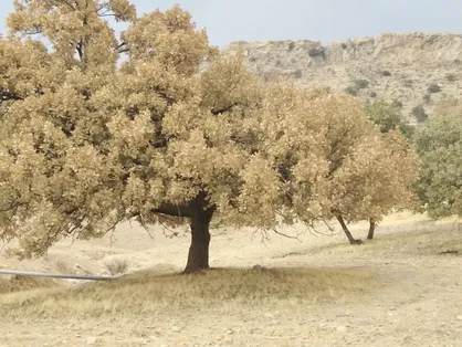 هجوم پروانه برگ خوار به درختان بلوط کهگیلویه و بویراحمد