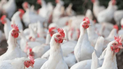 جوجه&zwnj;ریزی ۱۲ میلیون و ۲۰۰ هزار قطعه در آذربایجان غربی