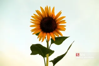 آفتاب گردون
