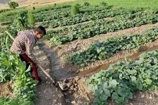 تعرفه صادرات ۳ محصول کشاورزی حذف می‌شود