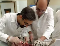 علت مرگ توله پلنگ‌های پارک ملی خَبر بافت چه بود؟