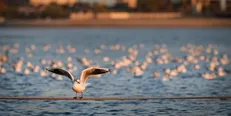 شناسایی ۱۱۴ گونه پرنده مهاجر در دریاچه شهدای خلیج فارس