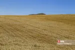 برداشت گندم