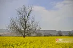 کلزا
