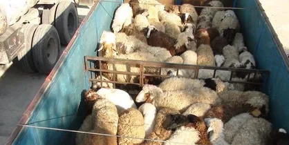 جایگاه&zwnj;های عرضه بهداشتی دام در روز عید قربان راه اندازی می&zwnj;شود