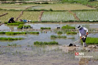 شالی برنج بجنورد