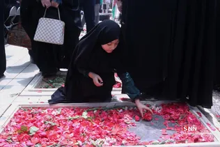 دبب
