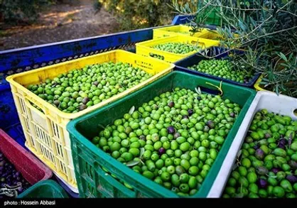ورود سازمان مرکزی تعاون روستایی به خرید توافقی لیمو از باغداران / قیمت بازار به نفع باغداران متعادل می&zwnj;شود