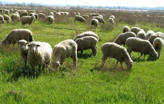 راهکار منابع طبیعی سمنان برای دامداران بدون پروانه؛ واگذاری مراتع مازاد در چارچوب قانون