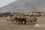 واکسن ذام