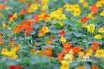 صدای پای بهار