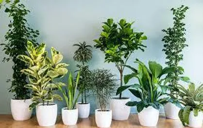 جایگزینی نور&zwnj;های مصنوعی رشد گیاه به جای نور خورشید