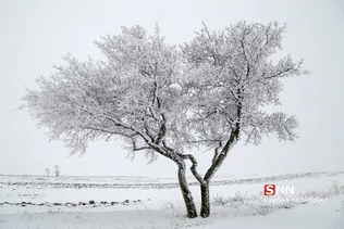 طبیعت برفی