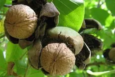 خشکسالی و سرمازدگی ۳۳ هزار تن تولید محصولات باغی زنجان را کاهش داد