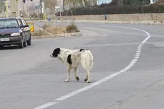 تشکیل ۴ کارگروه تخصصی جهت کنترل جمعیت سگ‌های بدون صاحب