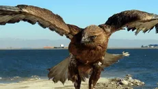 تیمار و رهاسازی چهار بهله پرنده شکاری در اردبیل