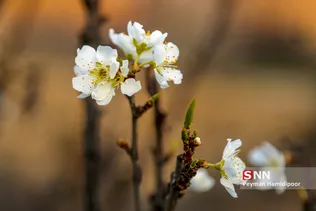شکوفه های بهاری