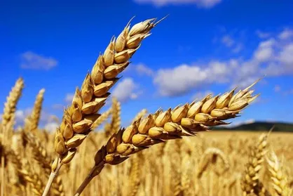 جزئیات نرخ&zwnj;گذاری خرید تضمینی گندم