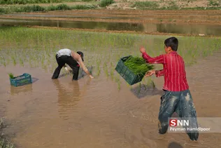 شالی برنج بجنورد
