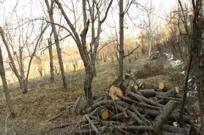 مافیای باغخواری به جان شهر تهران افتاده اند