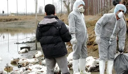 آمادگی برای پاسخ به شیوع بیماری آنفلوآنزای فوق حاد پرندگان